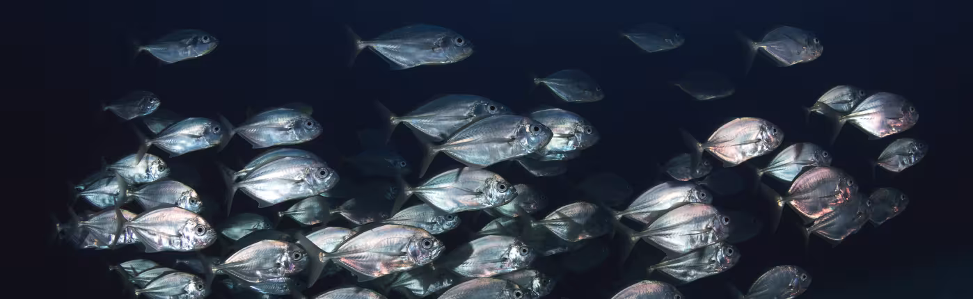 Mediterranean fishes