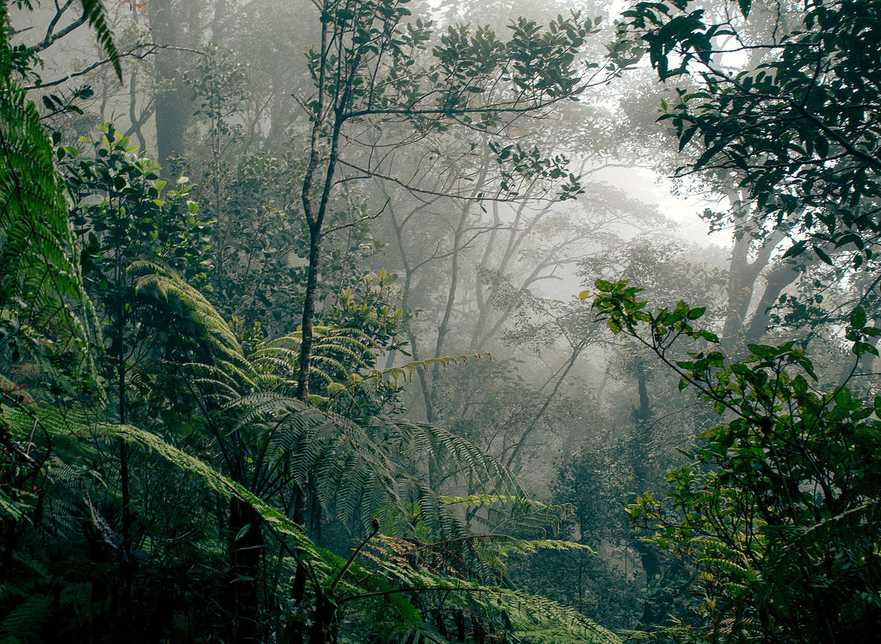 Borneo rainforest