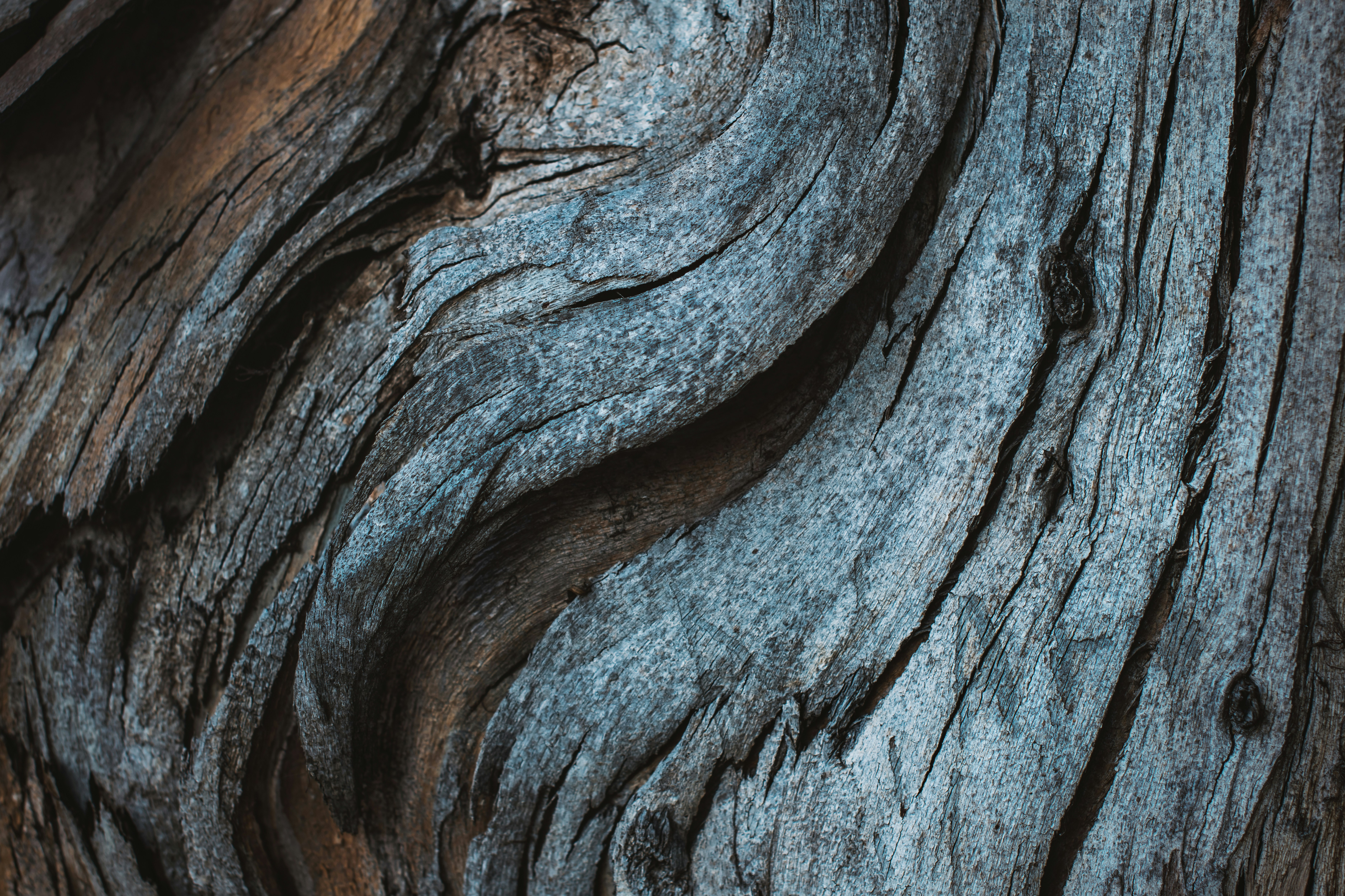 Trees