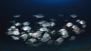 Les poissons méditerranéens sont des espèces marines qui vivent dans la mer&nbsp;Méditerranée