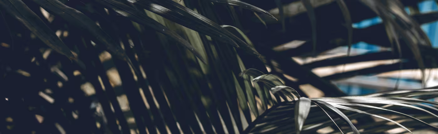 Palm fronds in shade striped with light, a patch of blue on the right