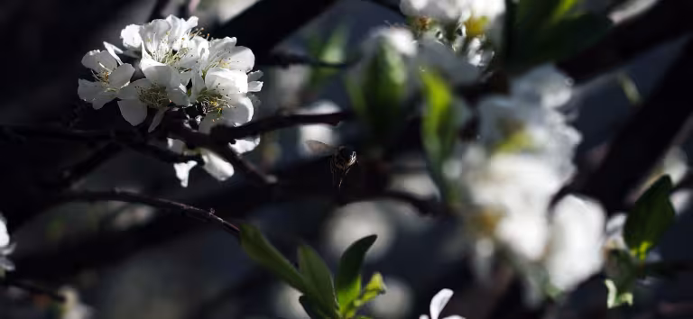 Fleurs de cerisier