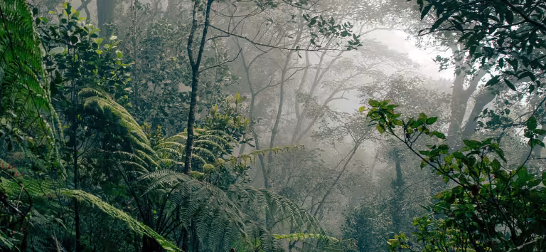Borneo rainforest