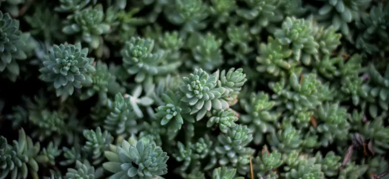 Grey-green succulents packed together, seen from above