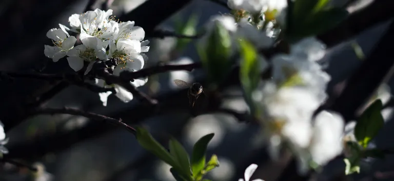 White cherry blossoms on a branch, in the half-light