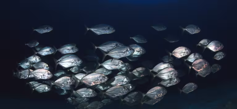 Poissons méditerranéens