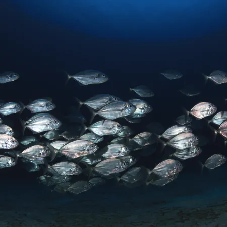 Les poissons méditerranéens sont des espèces marines qui vivent dans la mer Méditerranée