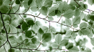 Arborescences