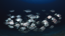 Poissons méditerranéens
