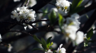Fleurs de cerisier