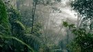 Borneo rainforest