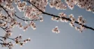 Branches de cerisier aux fleurs blanc rosé sur un ciel pâle