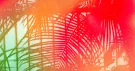 Feuilles de palmier en ombre chinoise derrière un voile de rouge, d’orange et de vert