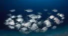 Banc de poissons argentés nageant au-dessus d’un fond sableux, en eau bleue