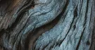 Écorce de bois sculptée par le temps, veinée de bleu et de brun, en gros plan