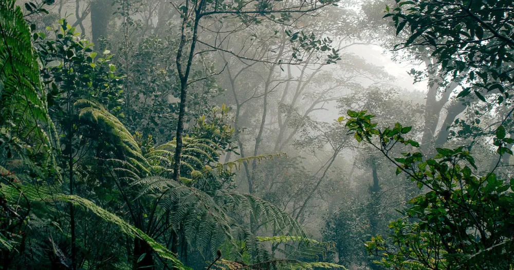 Borneo rainforest in the mist, with ferns in the foreground