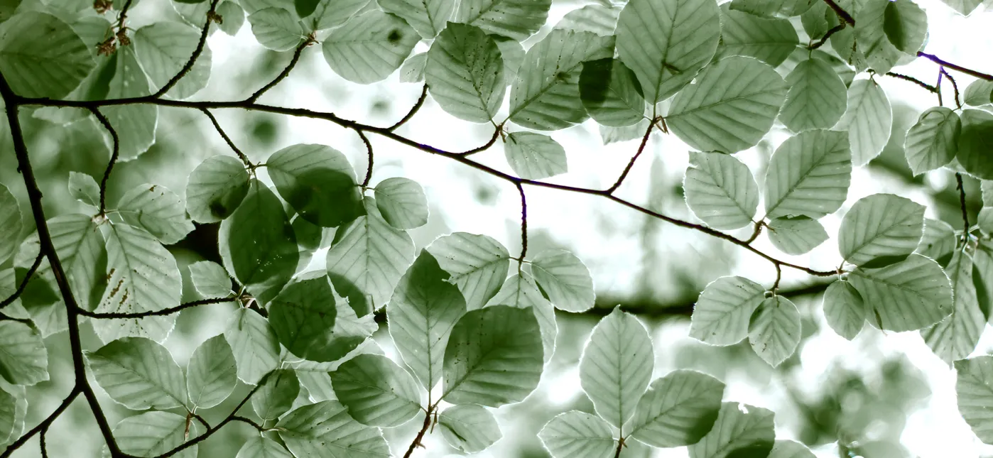 Arborescences