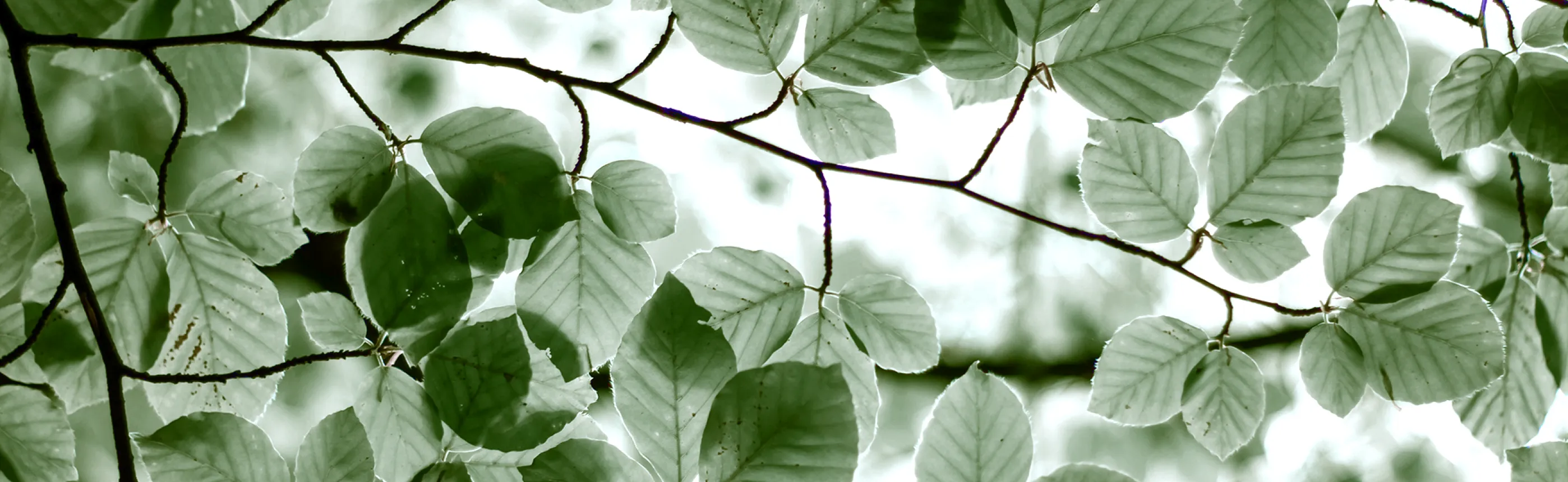 Arborescences