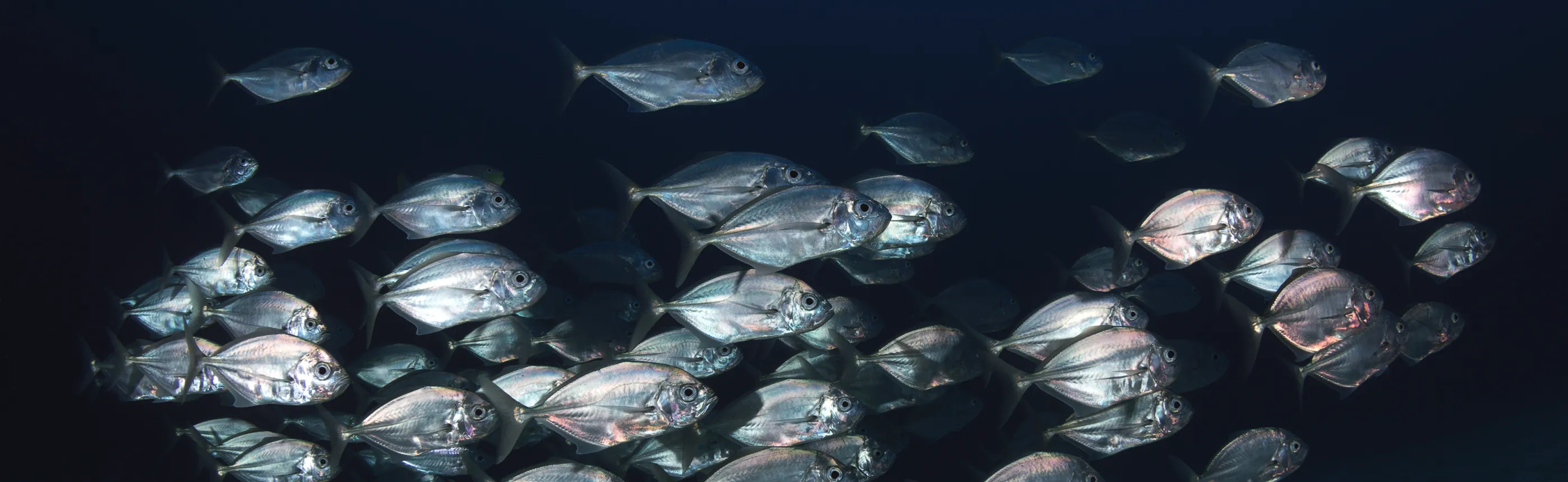 Les poissons méditerranéens sont des espèces marines qui vivent dans la mer&nbsp;Méditerranée