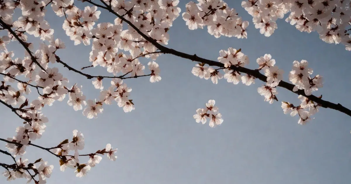 Branches de cerisier aux fleurs blanc rosé sur un ciel pâle