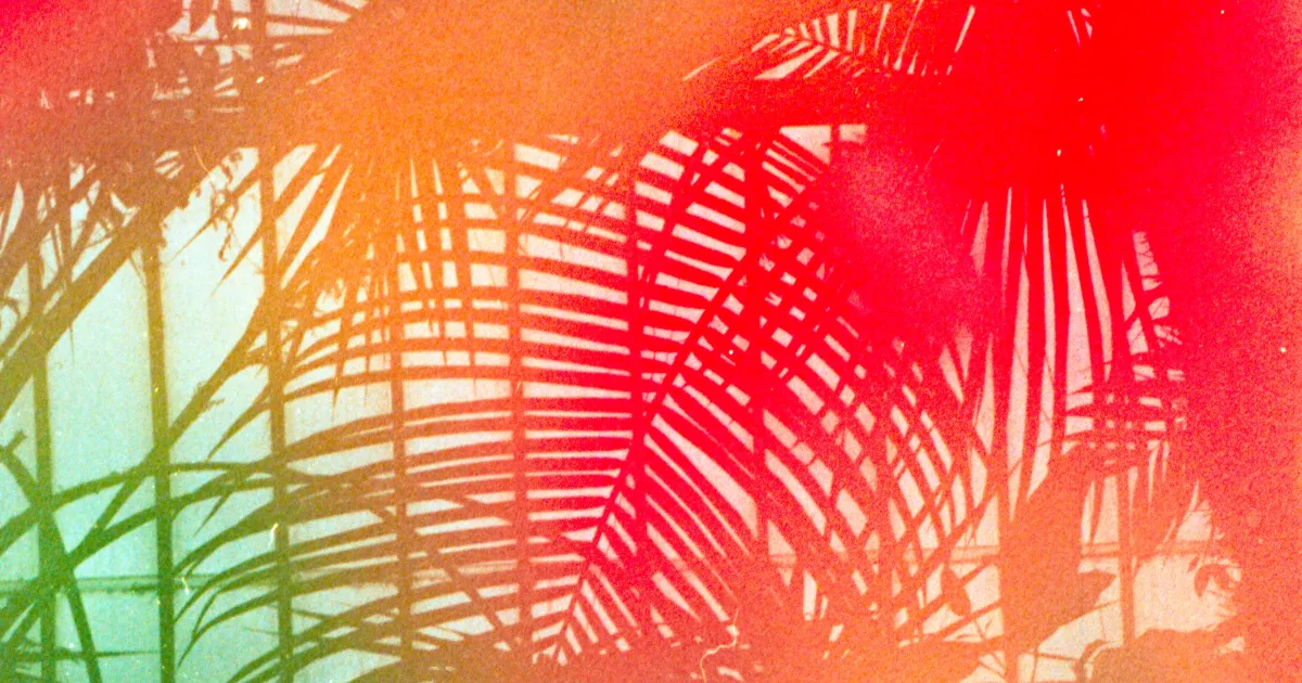 Palm leaves in silhouette behind a haze of red, orange and green