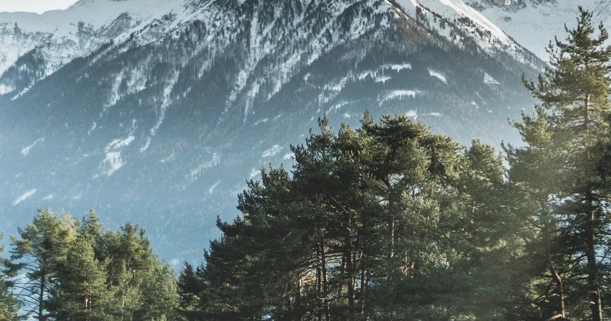 Mountain road lined with pine trees leading towards snowy peaks