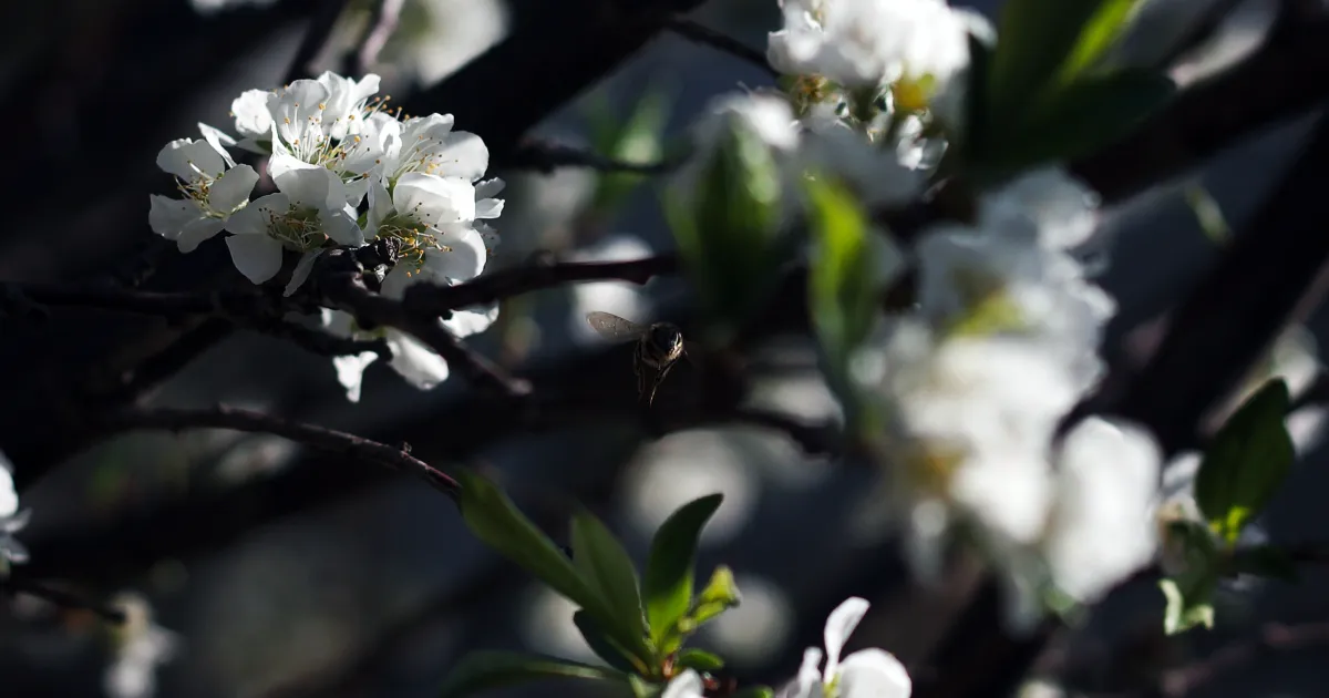 Fleurs blanches de cerisier sur une branche, dans la pénombre
