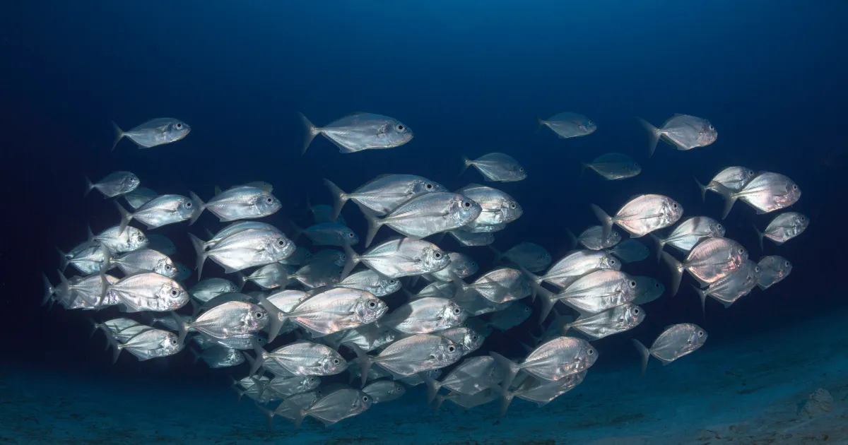 School of silver fish swimming above a sandy bottom in blue water