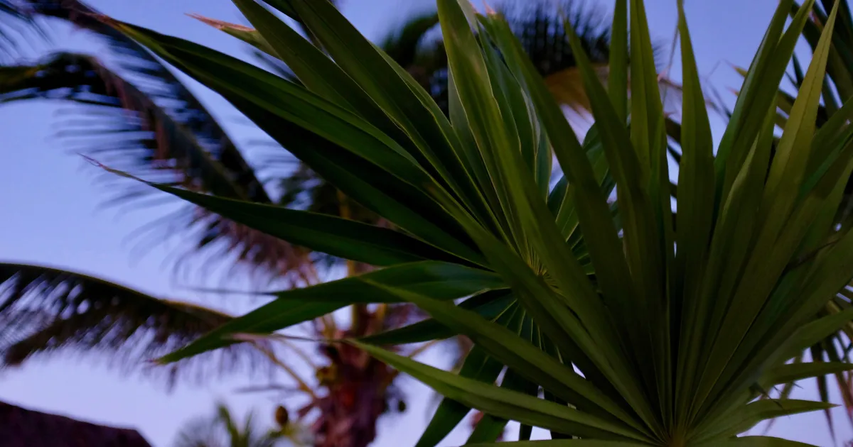 Palm leaves seen from below against a blue evening sky