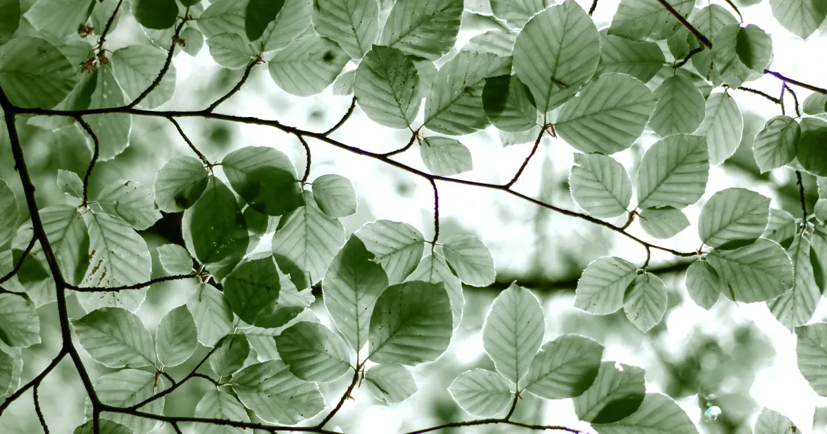 Arborescences