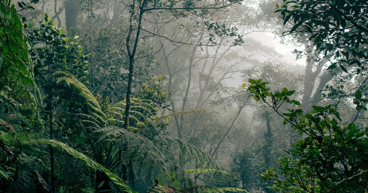 Forêt tropicale de Bornéo dans la brume, des fougères au premier plan