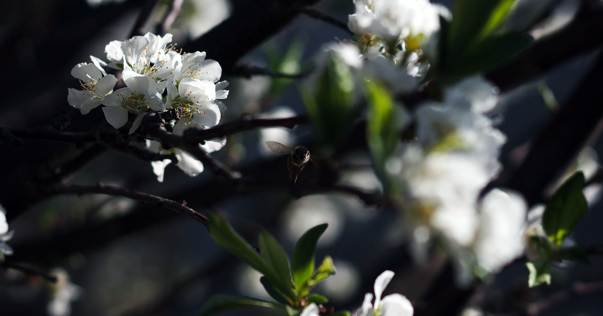 Fleurs de cerisier