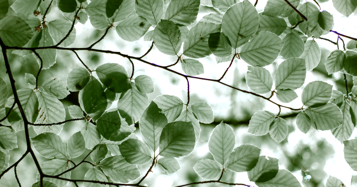 Arborescences