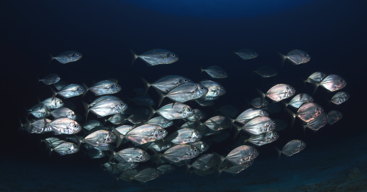 Poissons méditerranéens